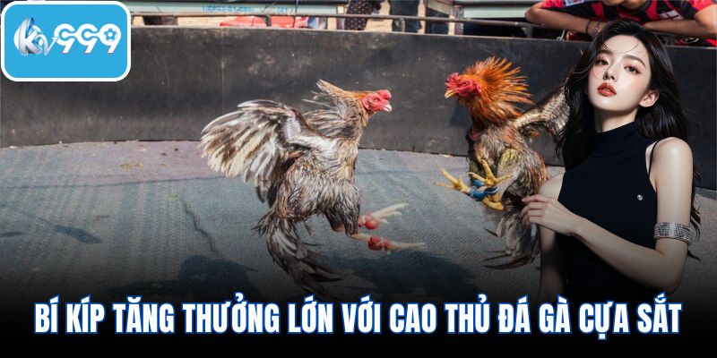 Bí kíp độc đáo tăng thưởng lớn với cao thủ đá gà cựa sắt