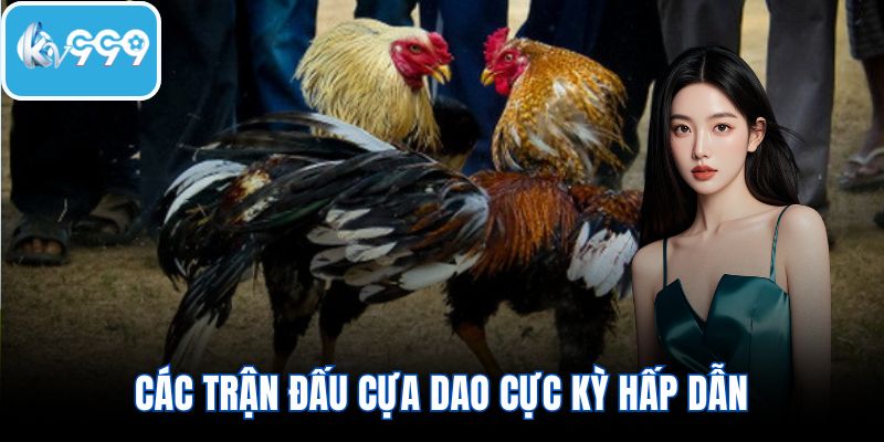Các trận đấu cựa dao cực kỳ hấp dẫn