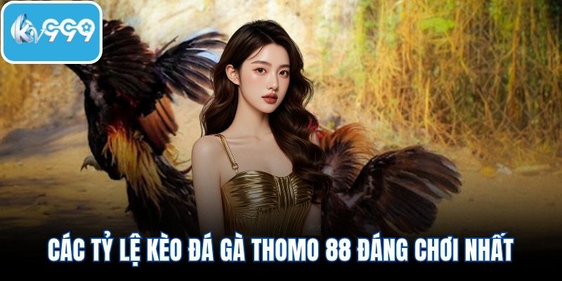 Điểm qua các tỷ lệ kèo đá gà Thomo 88 đáng chơi nhất