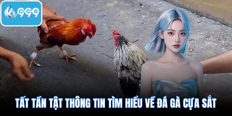 Tất tần tật thông tin tìm hiểu về đá gà cựa sắt
