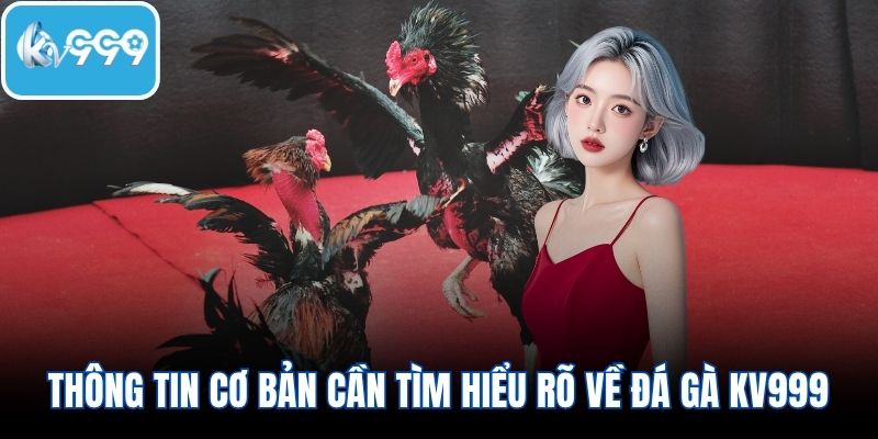 Thông tin cơ bản cần tìm hiểu rõ về đá gà KV999