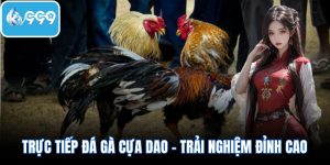 Trực tiếp đá gà cựa dao