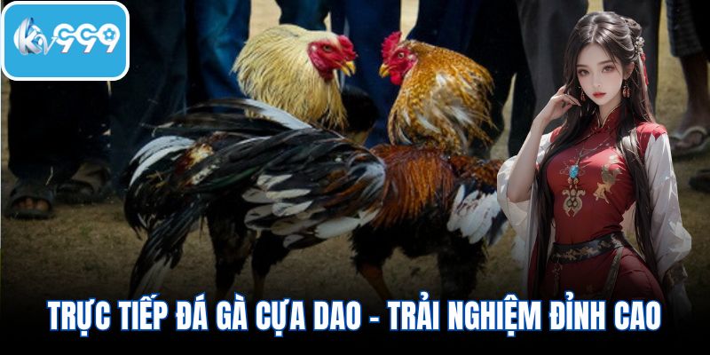 Trực tiếp đá gà cựa dao