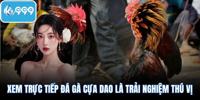Xem trực tiếp đá gà cựa dao là trải nghiệm thú vị